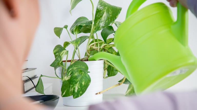 Zimmerpflanze: Wird zu viel Wasser gegeben, kann es sich im Topf stauen.