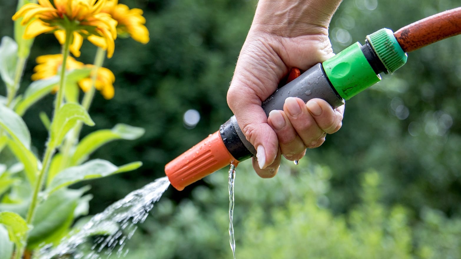 Gartenpflanzen: Werden sie zu häufig gegossen, kann das Nachteile haben.