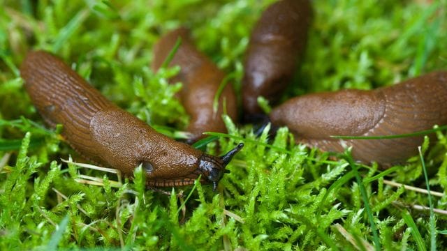 Spanische Wegschnecken: Sie sind in Deutschland inzwischen stark verbreitet und für Gartenbesitzer oft ein Ärgernis