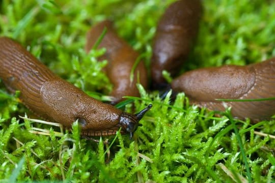 Spanische Wegschnecken: Sie sind in Deutschland inzwischen stark verbreitet und für Gartenbesitzer oft ein Ärgernis