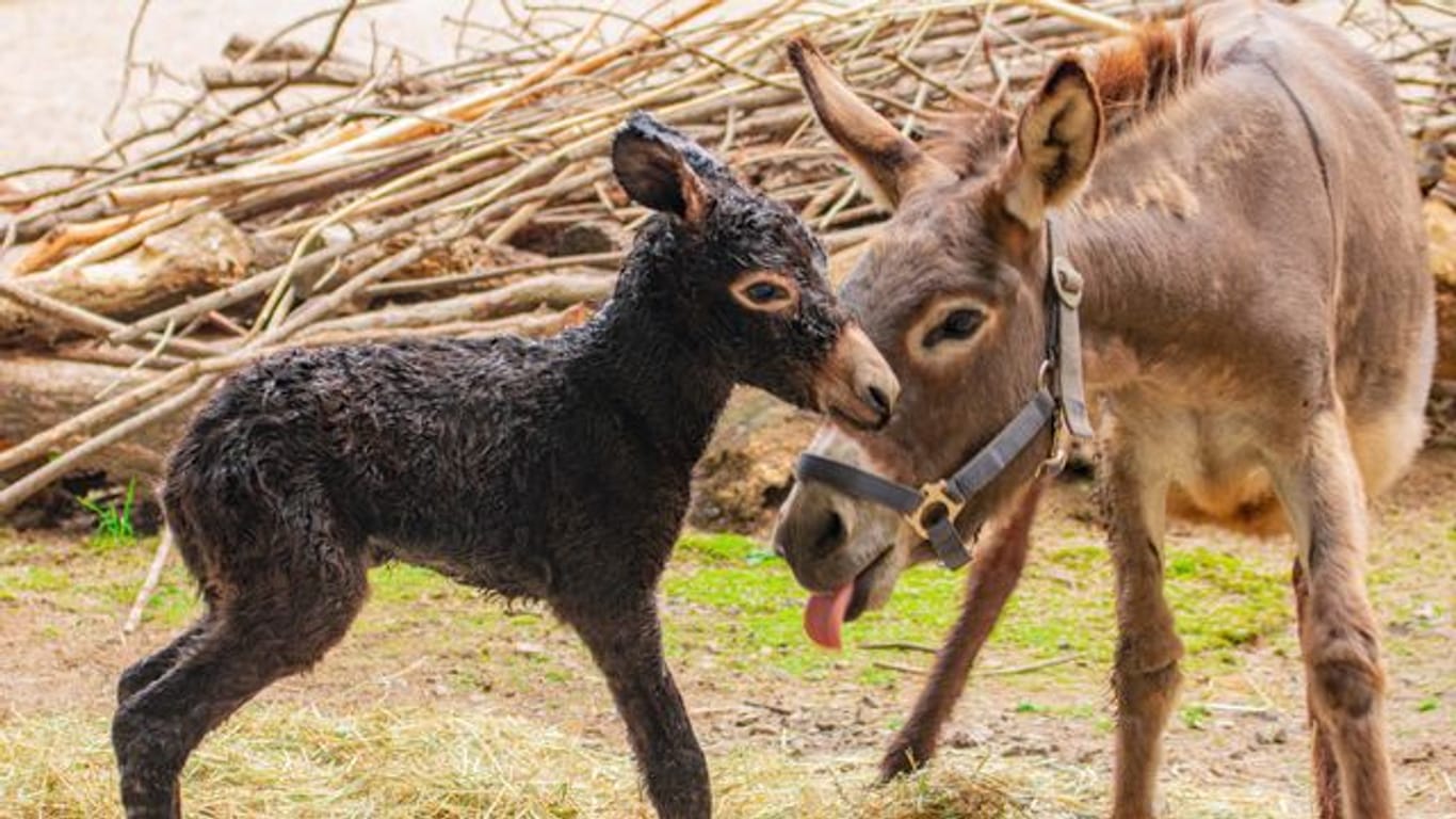 Esel-Nachwuchs im Dortmunder Zoo