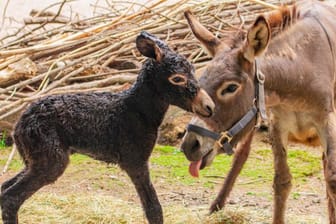 Esel-Nachwuchs im Dortmunder Zoo