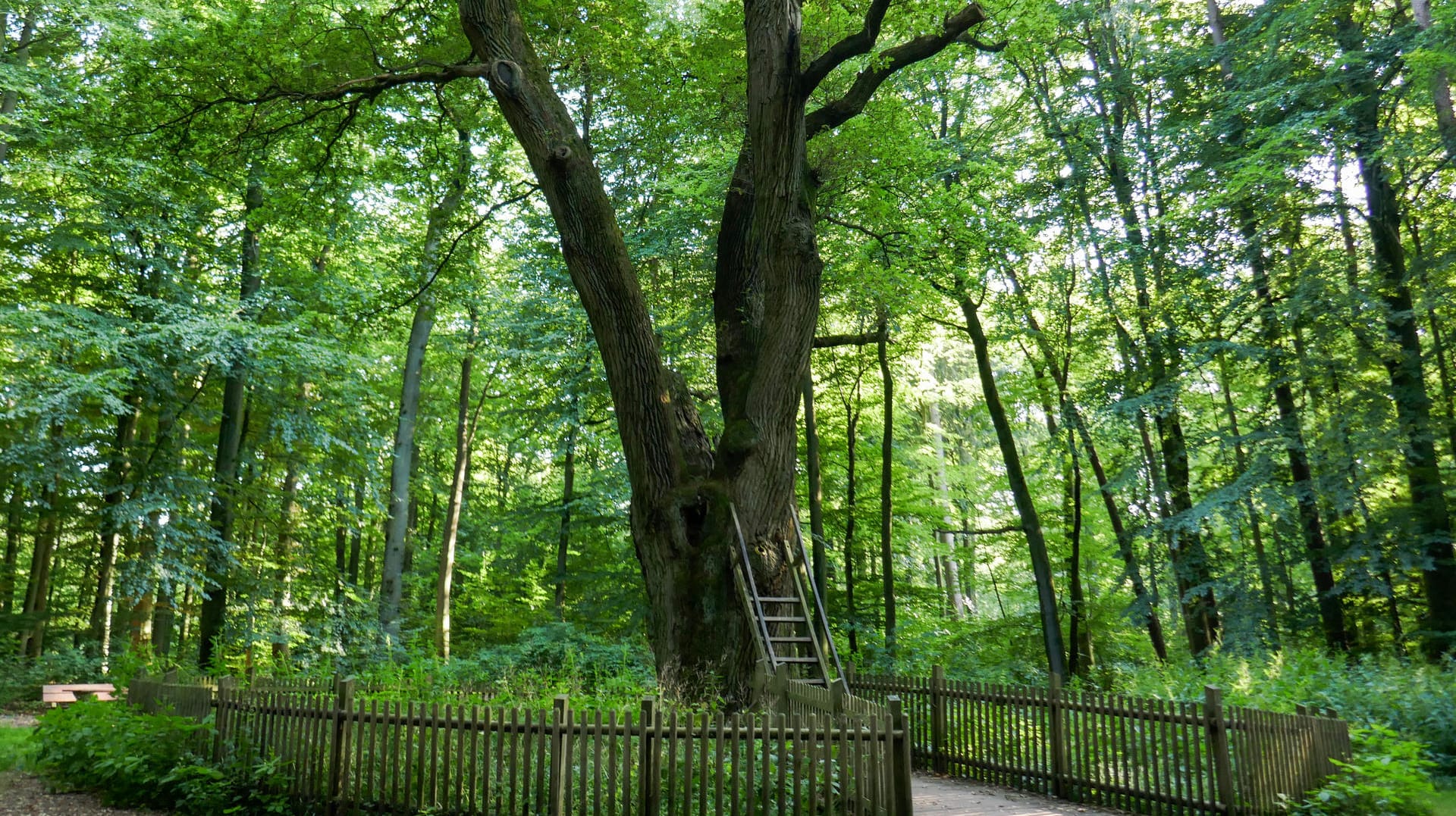 Die Bräutigamseiche: Der Baum tauchte schon in Fernsehberichten aus aller Welt auf.