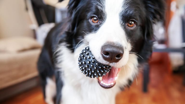 Spaß und Training: Wir zeigen das beste Hundespielzeug für eine sinnvolle Beschäftigung.