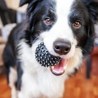 Spaß und Training: Wir zeigen das beste Hundespielzeug für eine sinnvolle Beschäftigung.