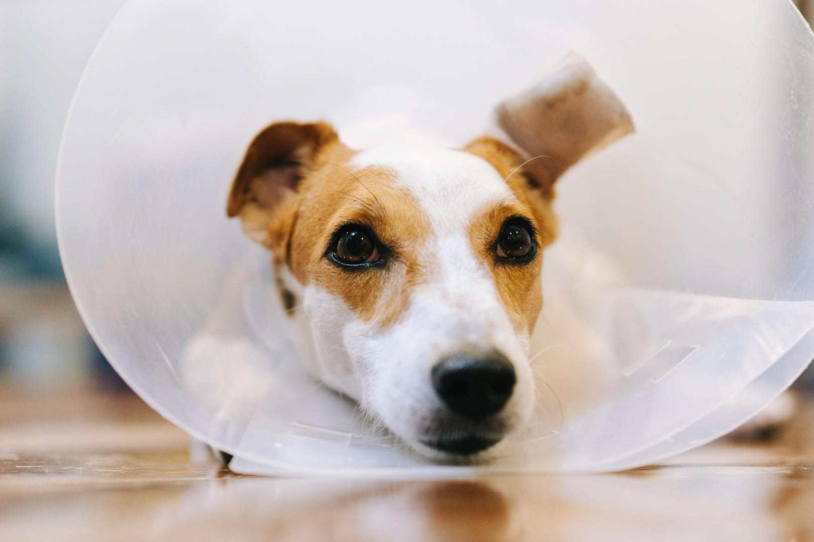 Jack-Russel-Terrier: Für einen kleinen Hund sollten Sie einen anderen Tarif wählen als für einen großen, ergab der Test.