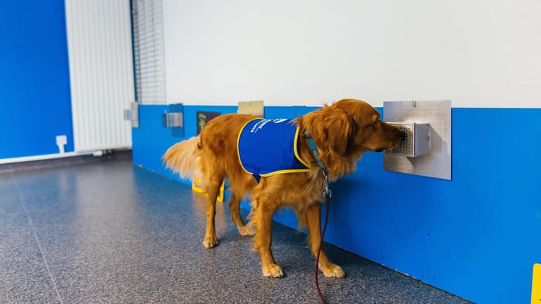 Pokaa bei der Arbeit: Er ist der erste Covid-Spürhund in Frankreich.