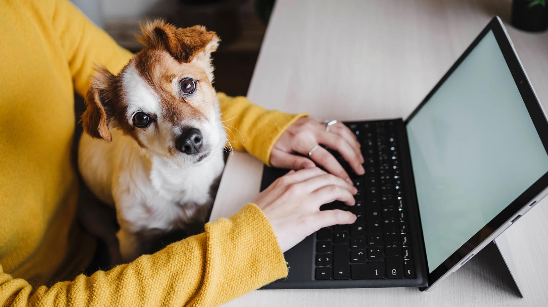 Hund im Homeoffice: Auf Frauchens Schoß sitzen, während diese vom Küchentisch aus arbeitet, ist für viele Hunde bald Vergangenheit.