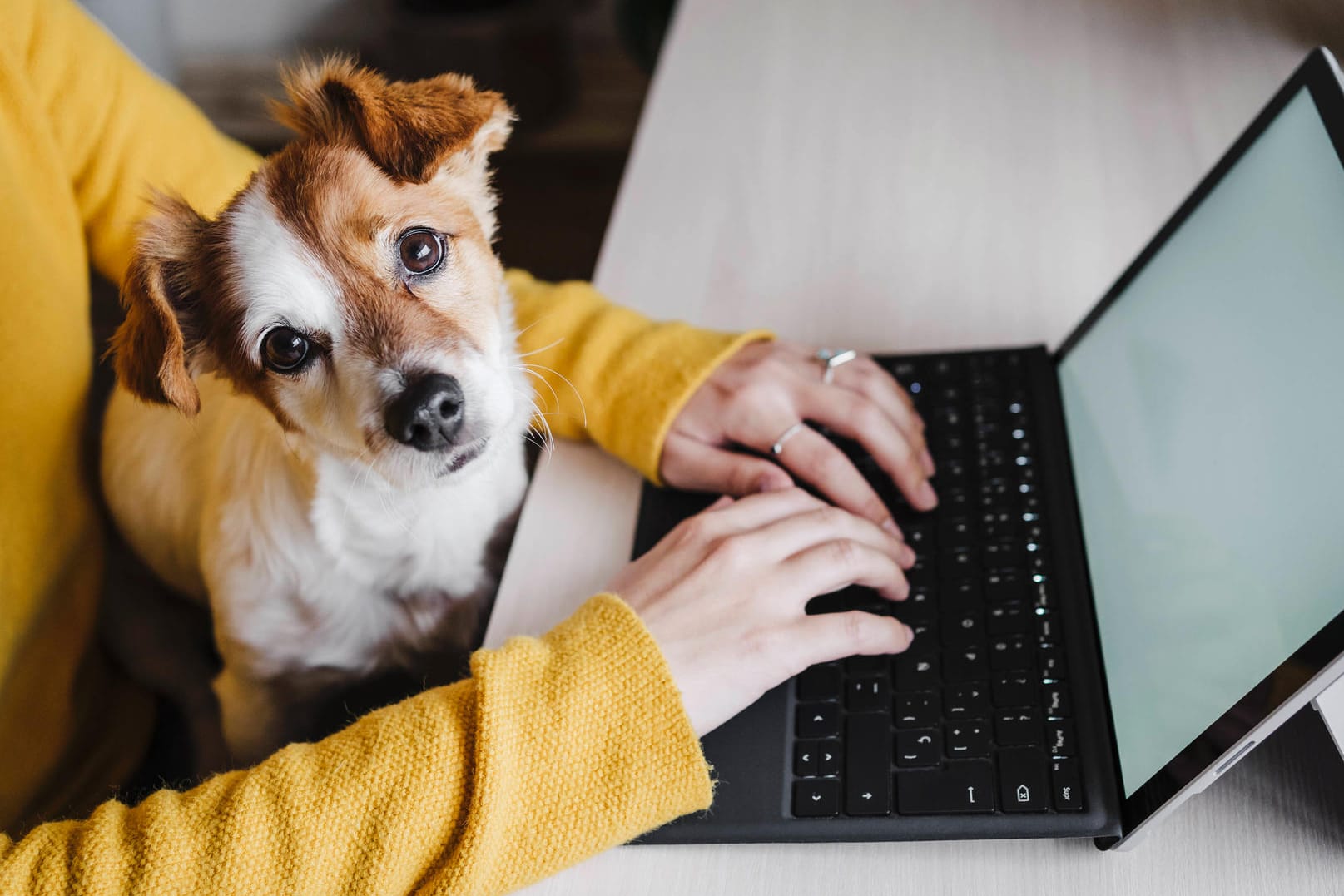 Hund im Homeoffice: Auf Frauchens Schoß sitzen, während diese vom Küchentisch aus arbeitet, ist für viele Hunde bald Vergangenheit.