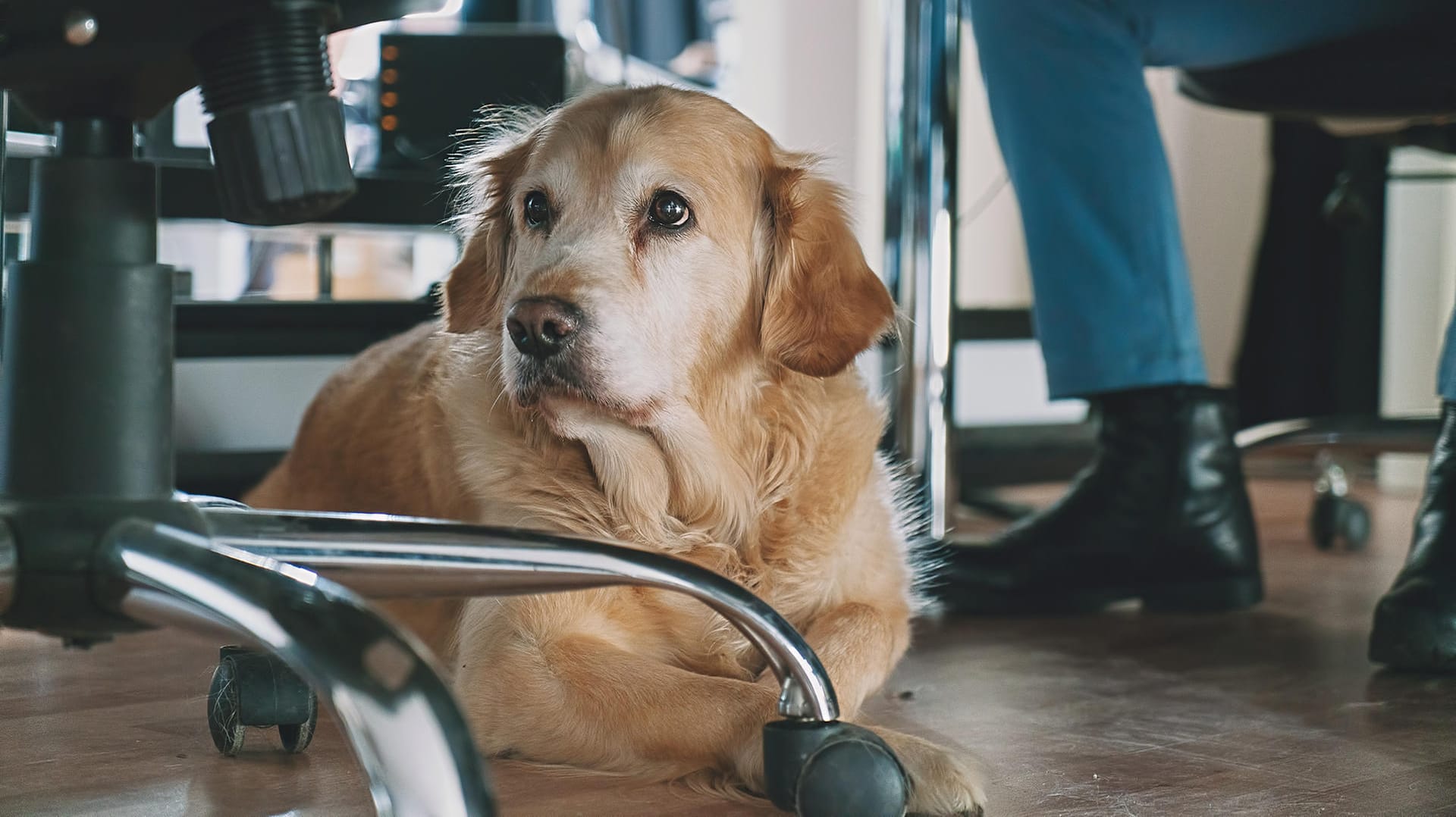 Hund unterm Schreibtisch: Für den Vierbeiner im Büro gibt es gute Gründe – aber auch berechtigte Einwände dagegen.