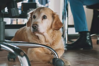 Hund unterm Schreibtisch: Für den Vierbeiner im Büro gibt es gute Gründe – aber auch berechtigte Einwände dagegen.