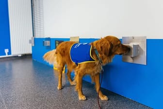 Studien zufolge können Hunde dank ihres ausgezeichneten Geruchssinns mit hoher Sicherheit Infektionen mit dem Coronavirus erkennen.