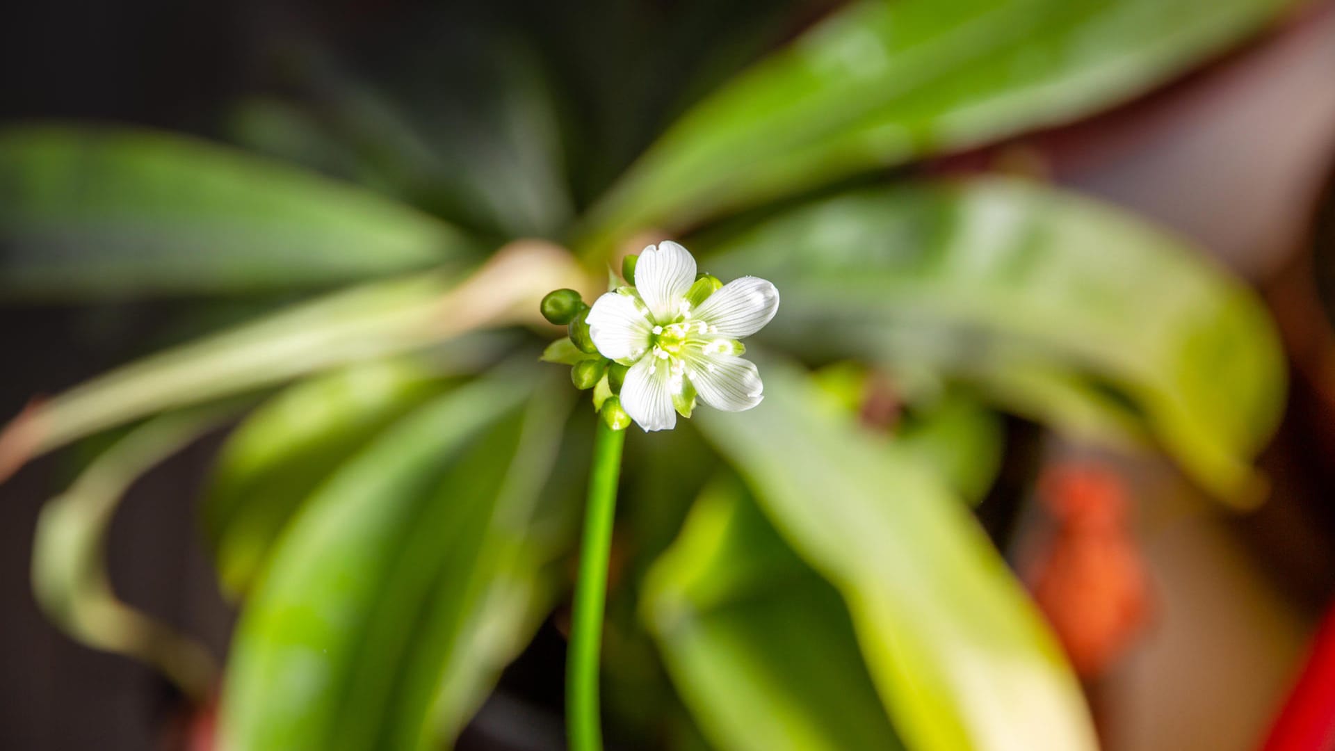 Blüte der Venusfliegenfalle: Wäre die Blüte direkt bei den Blättern der Pflanze, würden die wichtigen Bestäuber quasi versehentlich aufgefressen werden.