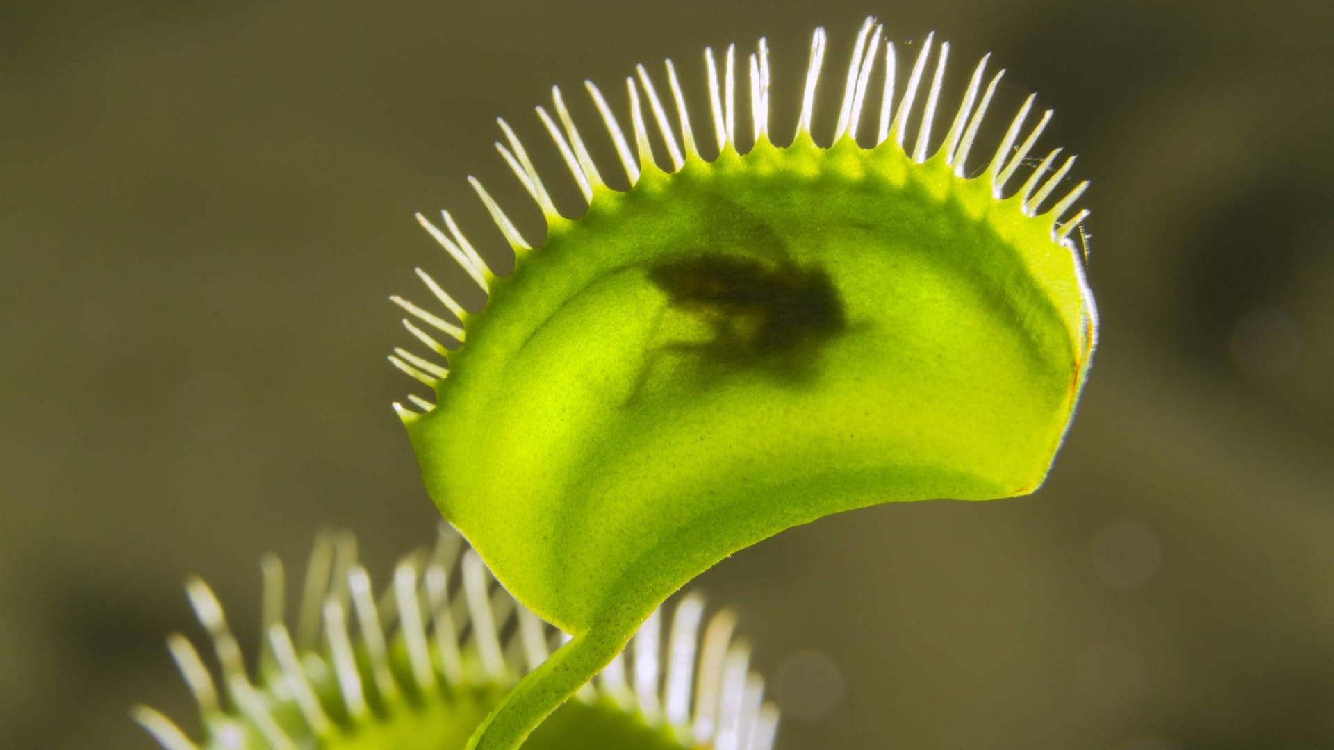 Venusfliegenfalle: Als Zimmerpflanze braucht sie keine Fliegen oder andere Insekten als Nahrung.