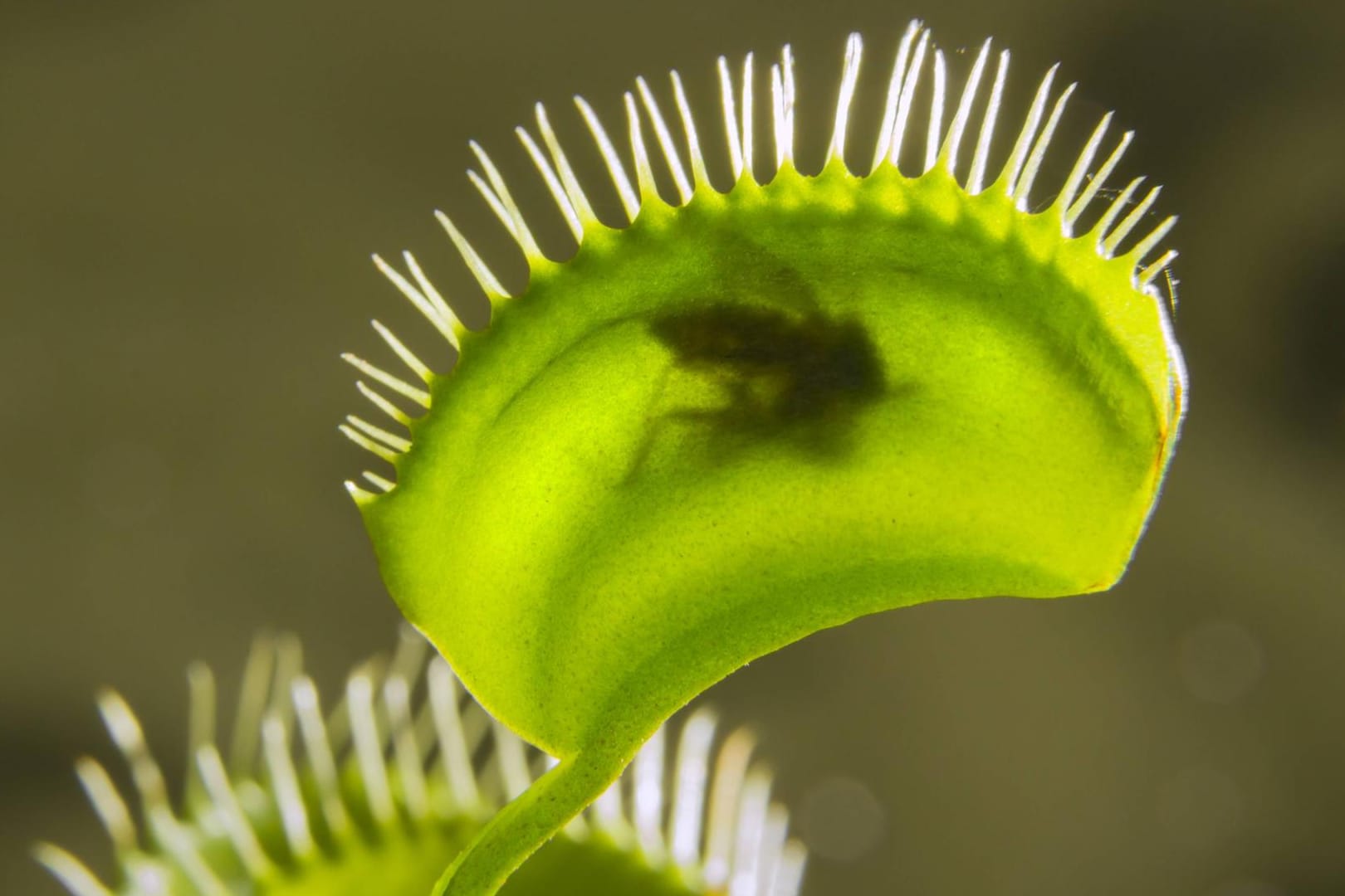 Venusfliegenfalle: Als Zimmerpflanze braucht sie keine Fliegen oder andere Insekten als Nahrung.