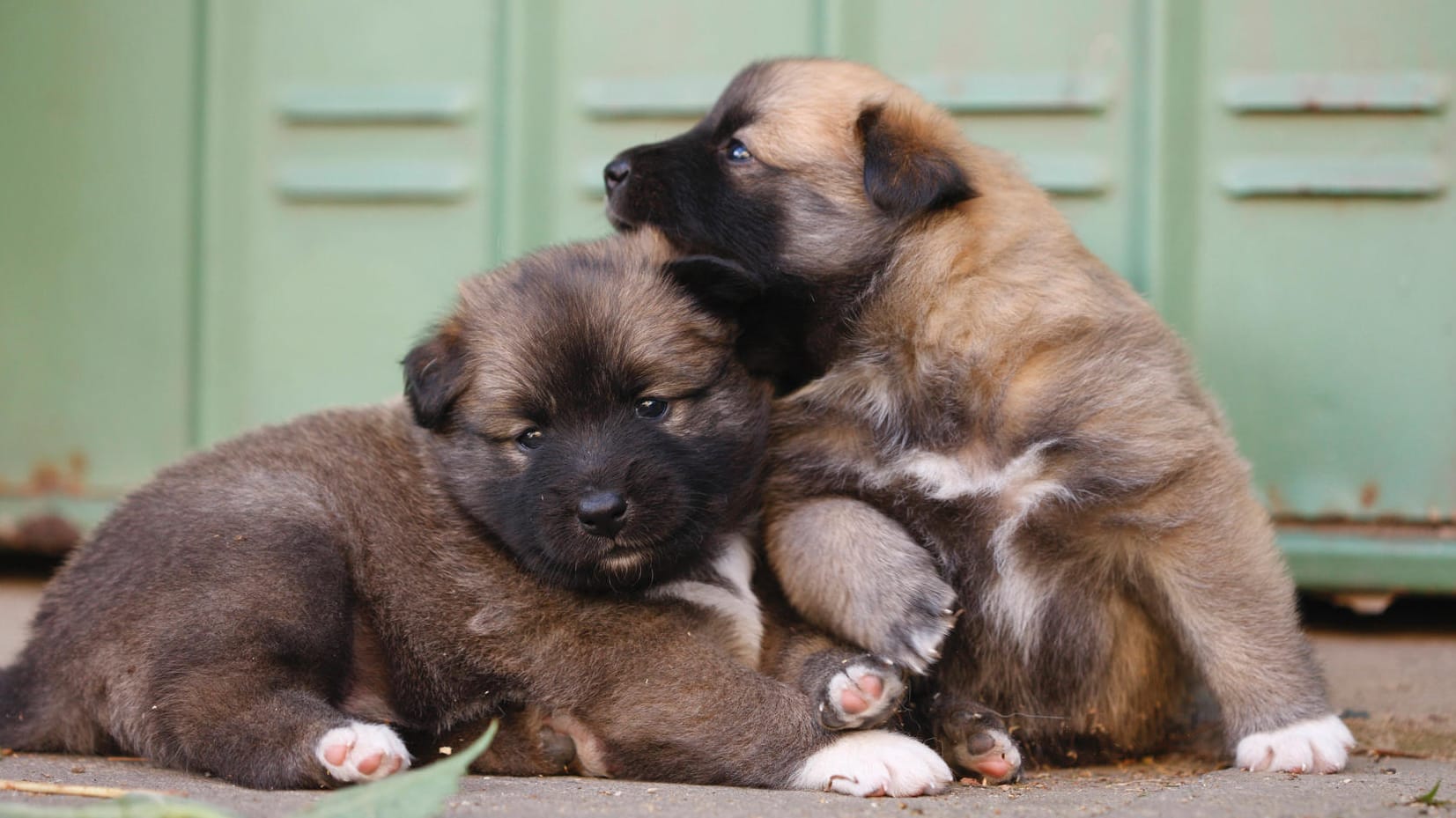 Drei isländische Schäferhund-Welpen kuscheln aneinander (Archivbild). Hundezüchter sollen in Deutschland neue Auflagen beachten.