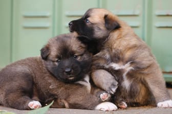 Drei isländische Schäferhund-Welpen kuscheln aneinander (Archivbild). Hundezüchter sollen in Deutschland neue Auflagen beachten.