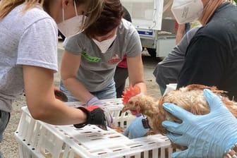 Verein "Rettet das Huhn"