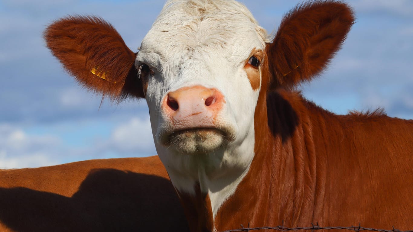 Eine Kuh auf der Weide: In Oberfranken ist eine Kuh ausgebüxt – und nicht wieder lebend zurückgekehrt.