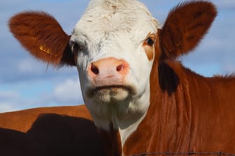 Eine Kuh auf der Weide: In Oberfranken ist eine Kuh ausgebüxt – und nicht wieder lebend zurückgekehrt.