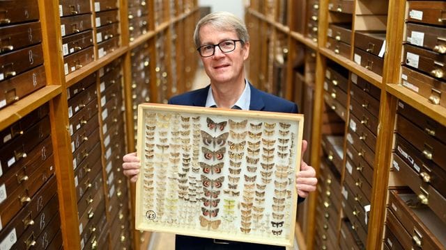 Norbert Lenz, Direktor des Staatlichen Museum für Naturkunde Karlsruhe, zeigt in einem Magazin einen Sammlungskasten mit verschiedenen Nachtfaltern.