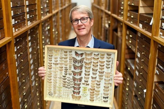 Norbert Lenz, Direktor des Staatlichen Museum für Naturkunde Karlsruhe, zeigt in einem Magazin einen Sammlungskasten mit verschiedenen Nachtfaltern.