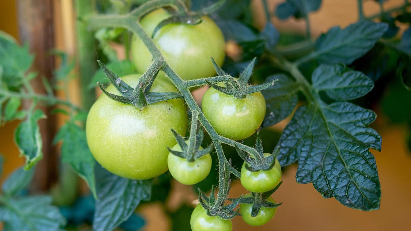 Unreife Tomaten: Sie enthalten das giftige Solanin und sollten daher nicht grün verzehrt werden.