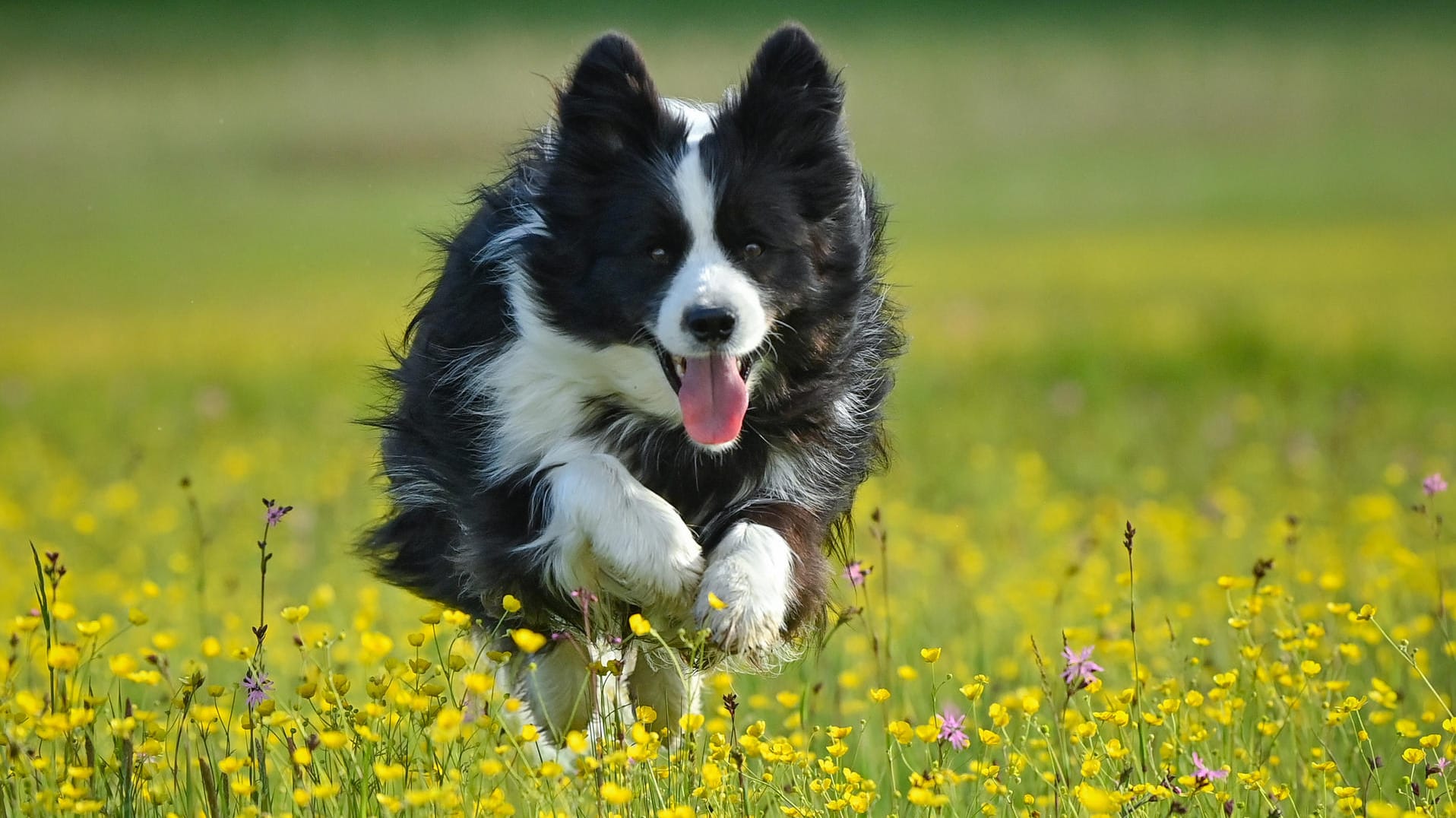 Ein Border Collie: Sind er und seine Artgenossen wirklich in Gefahr?