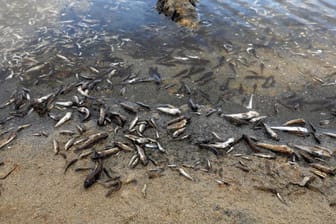 Tote Fische liegen am spanischen Strand La Manga del Mar Menor: Innerhalb von sieben Tagen wurden rund 4,5 Tonnen verendete Fische und Krebse aus dem Wasser geholt.