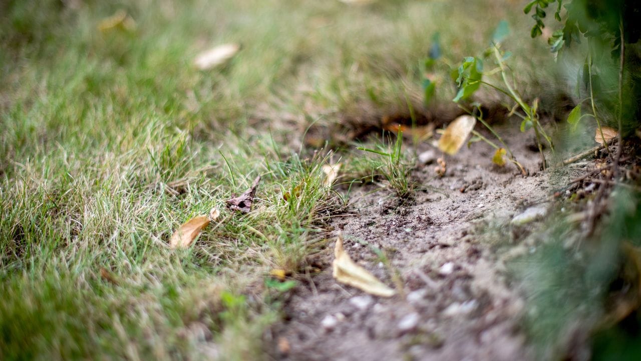 Eine Rasenfläche auf schwerem Lehmboden kann Wasser besser ableiten, wenn das Substrat mit Sand aufbereitet wird.