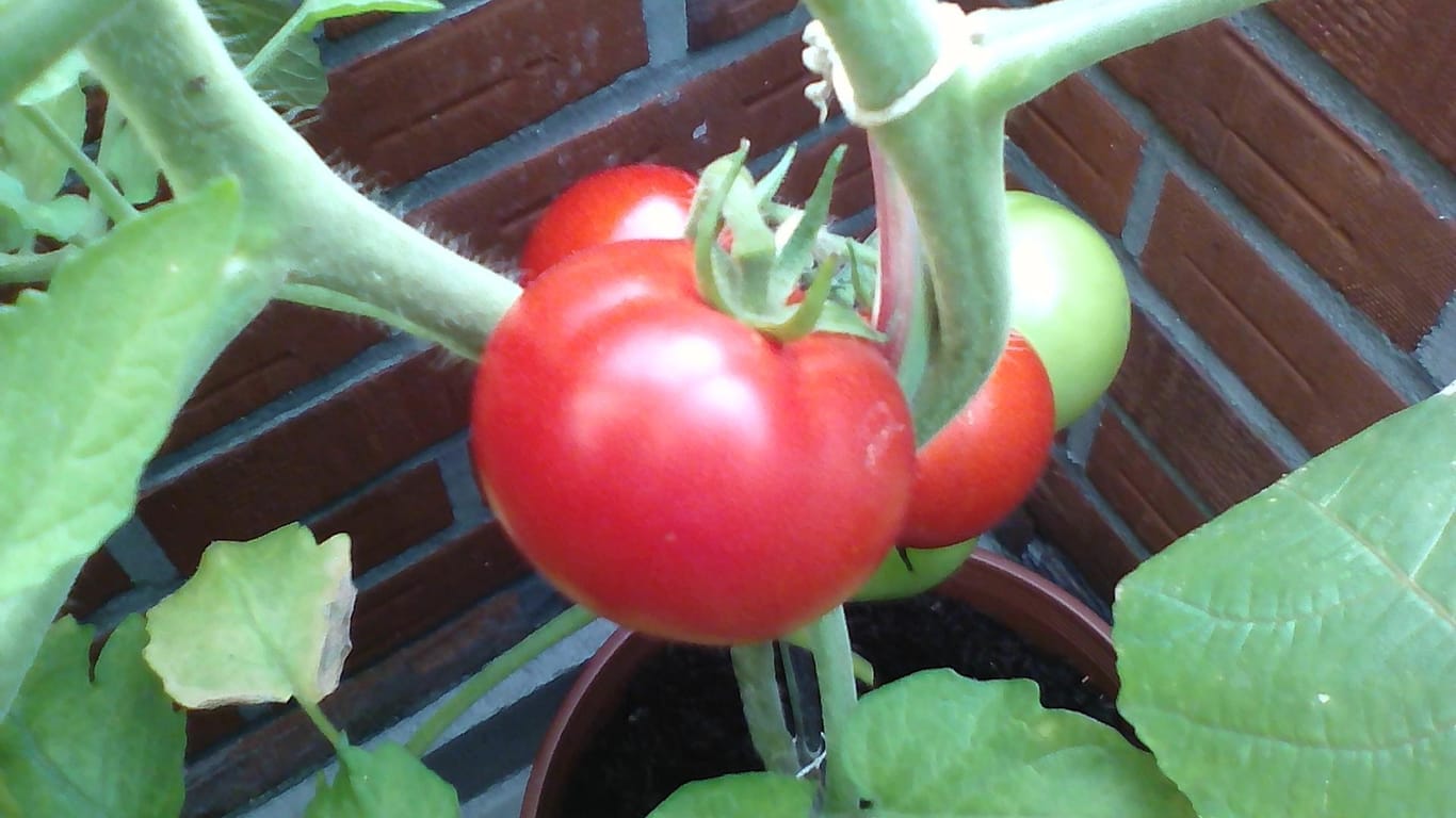 Kiepenkerl-Tomate "Phantasia": Bei dieser Sorte ist der Erntezeitpunkt wichtig.