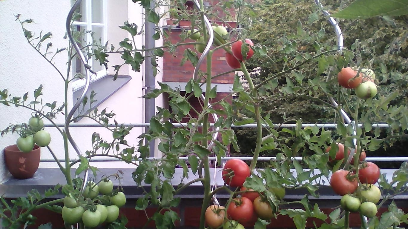 Tomaten in Kübeln: Lidl-Tomate (links), Sperli Bio-Tomate "Diplom" (mittig) und Kiepenkerl-Tomate "Phantasia" (rechts) Ende August auf dem Balkon.