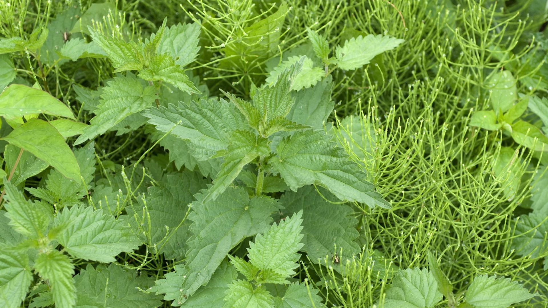 Ackerschachtelhalm (Equisetum arvense): Das Unkraut wächst in der freien Natur oder im Garten – oft mit Brennnesseln.