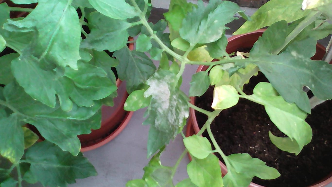 Tomaten in Kübeln: Weiße Flecken bilden sich an einigen Blättern.