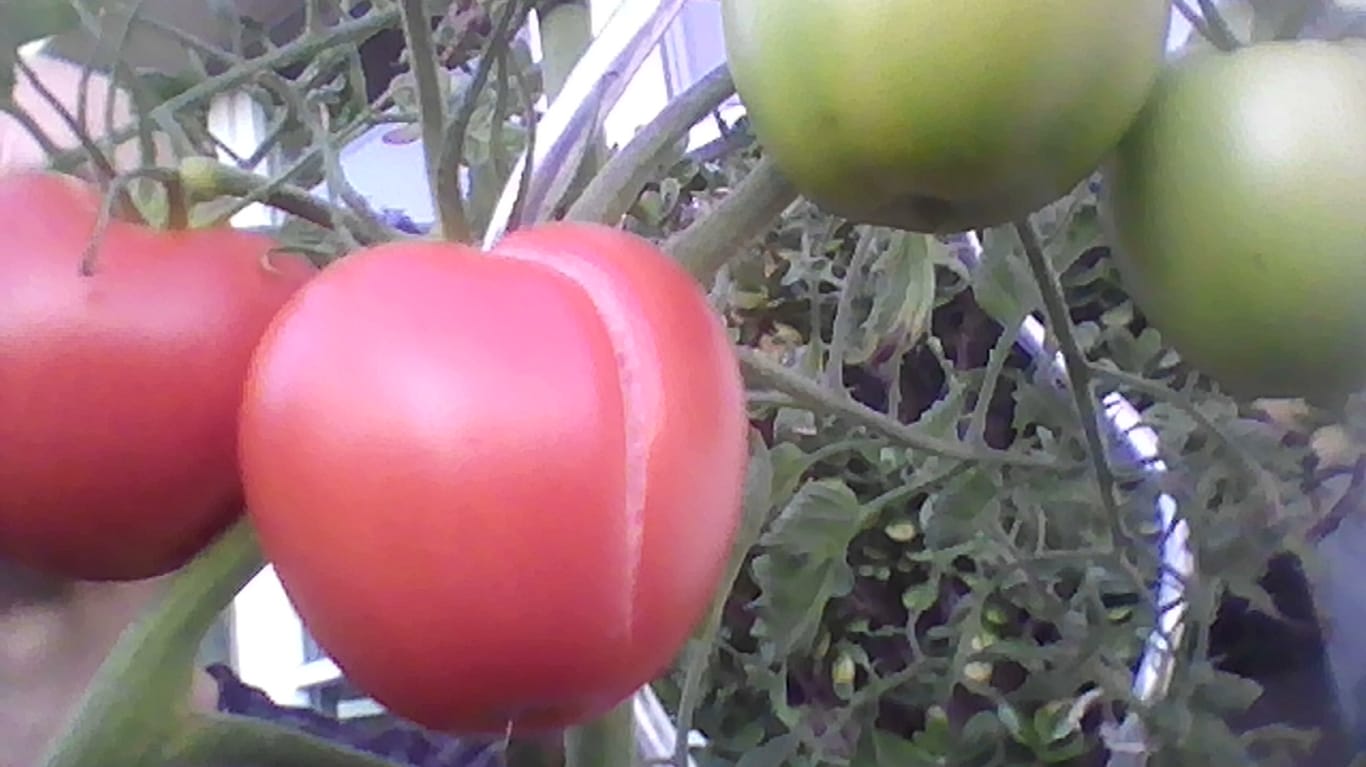Aufgeplatzte Tomate: Risse in den Früchten entstehen durch Wetterwechsel.