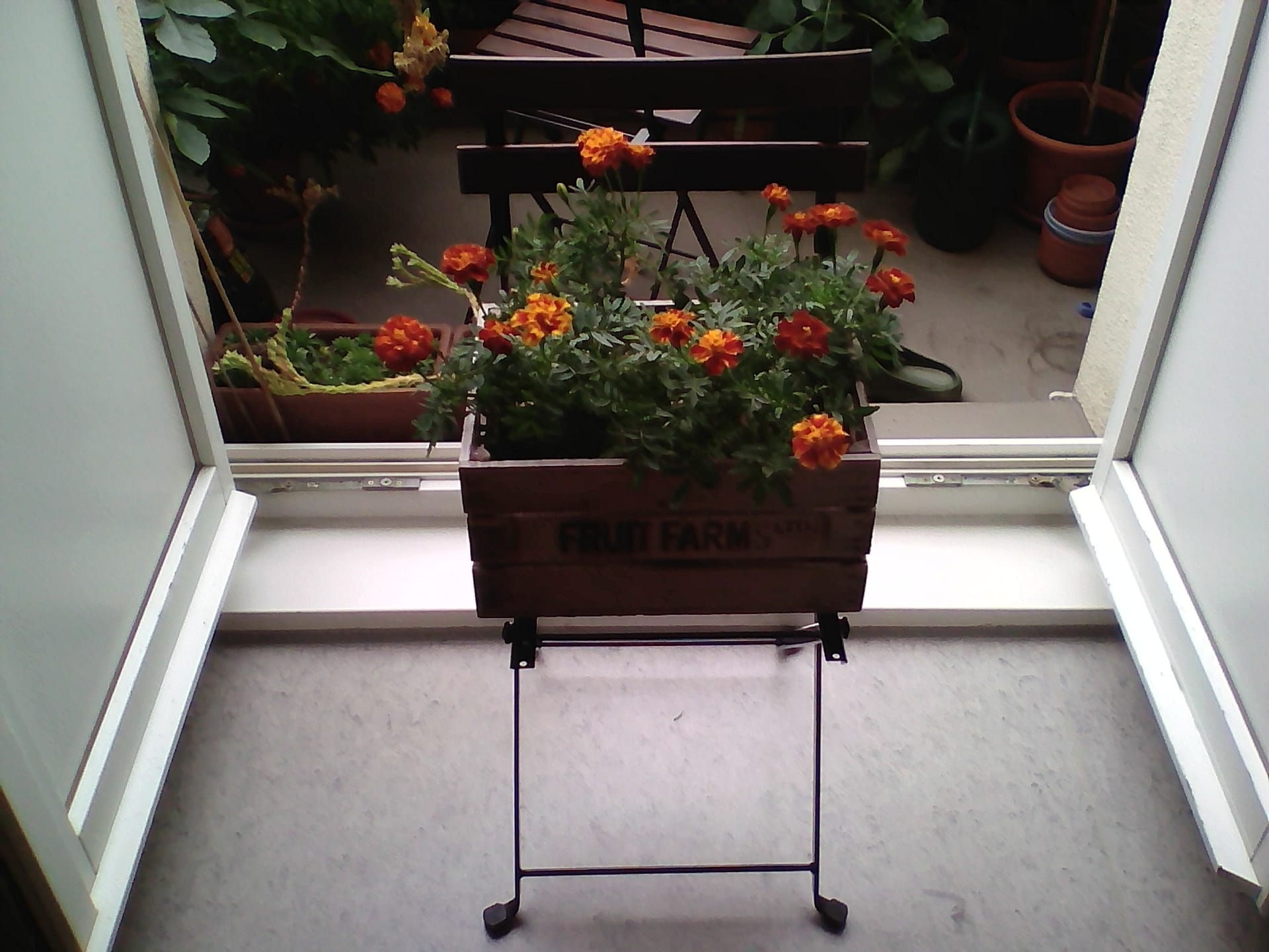 Deko-Stuhl bepflanzen: Niedrig wachsende Blumen eignen sich gut.