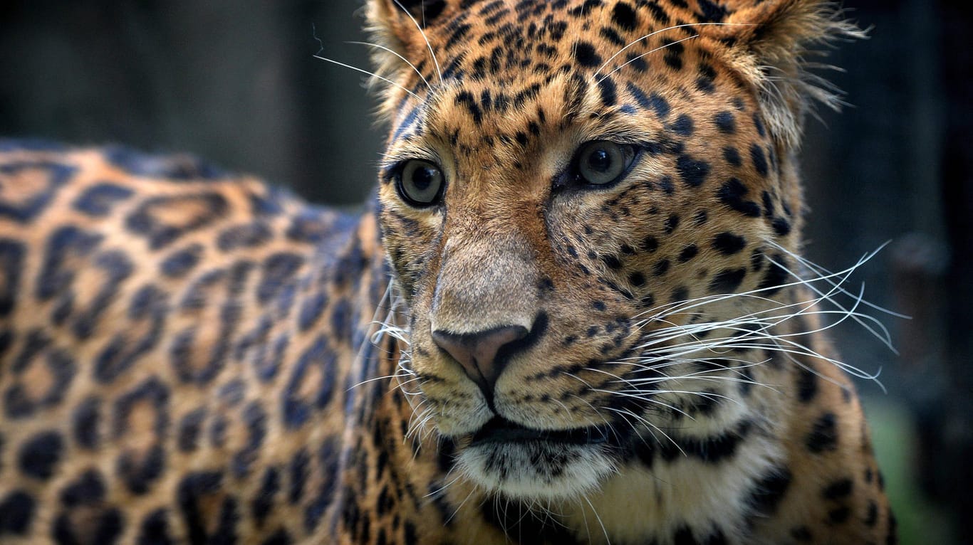 Ein Leopard in einem Zoo: In Sachsen-Anhalt hat eine Raubkatze eine Frau verletzt. (Archivfoto)