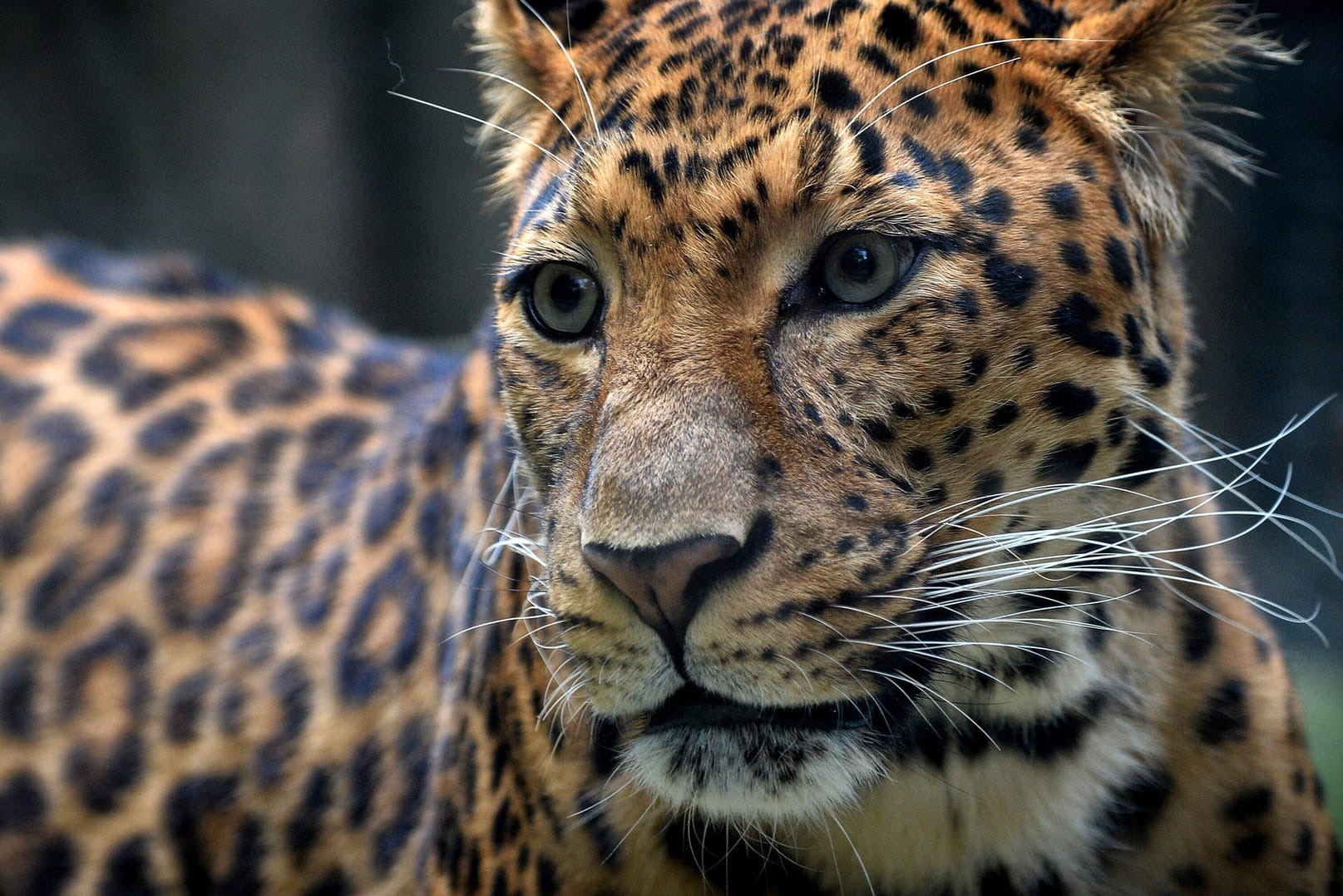 Ein Leopard in einem Zoo: In Sachsen-Anhalt hat eine Raubkatze eine Frau verletzt. (Archivfoto)