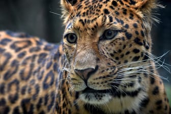 Ein Leopard in einem Zoo: In Sachsen-Anhalt hat eine Raubkatze eine Frau verletzt. (Archivfoto)