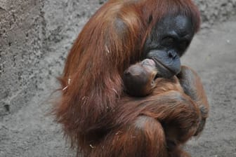 Orang-Utan Weibchen im Zoo Leipzig zur Welt gekommen