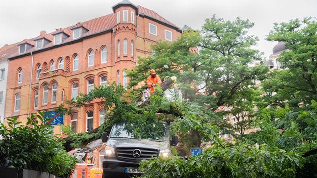 Feuerwehrkräfte zersägen einen Baum: Er war auf einen Kleintransporter gestürzt. Feuerwehrkräfte zersägen einen Baum: Er war auf einen Kleintransporter gestürzt.