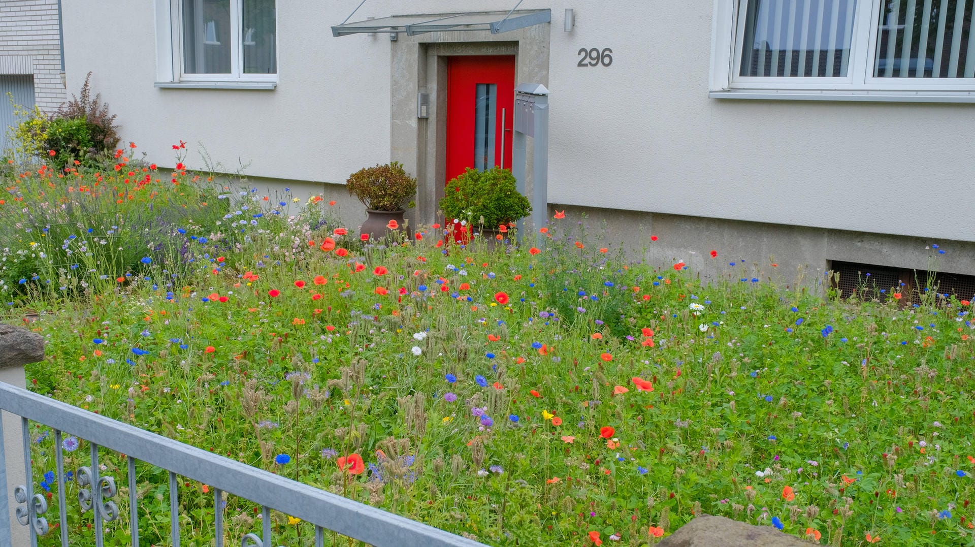 Vorgarten: Dank einer Wildblumensamenmischung blüht es vielfältig.