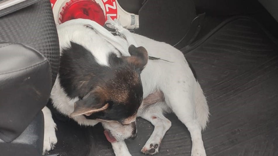 Hund "Jimmy" in einem Streifenwagen: Ein Mann hat dem Tier das Leben gerettet und sich dabei selbst verletzt. Hund "Jimmy" in einem Streifenwagen: Ein Mann hat dem Tier das Leben gerettet und sich dabei selbst verletzt.