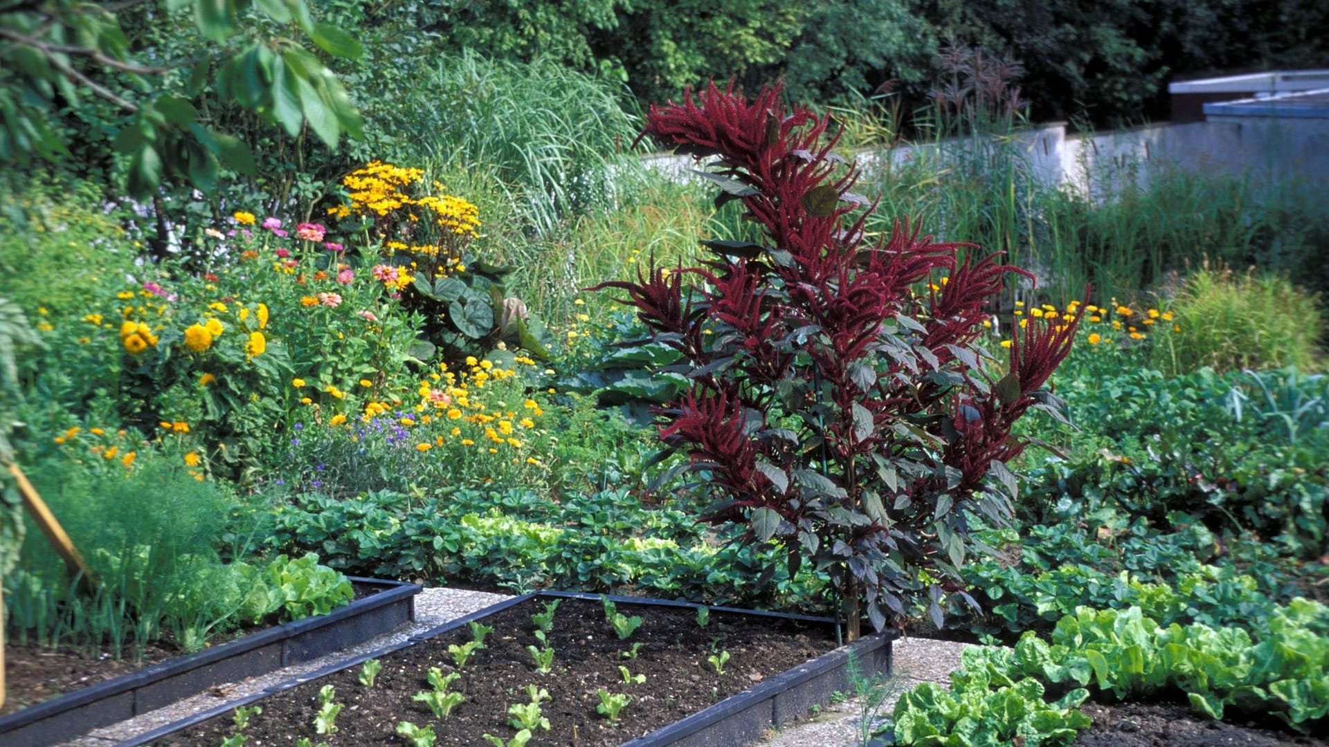 Beeteinfassung: Sie dient im Garten als Schutz vor Schnecken.