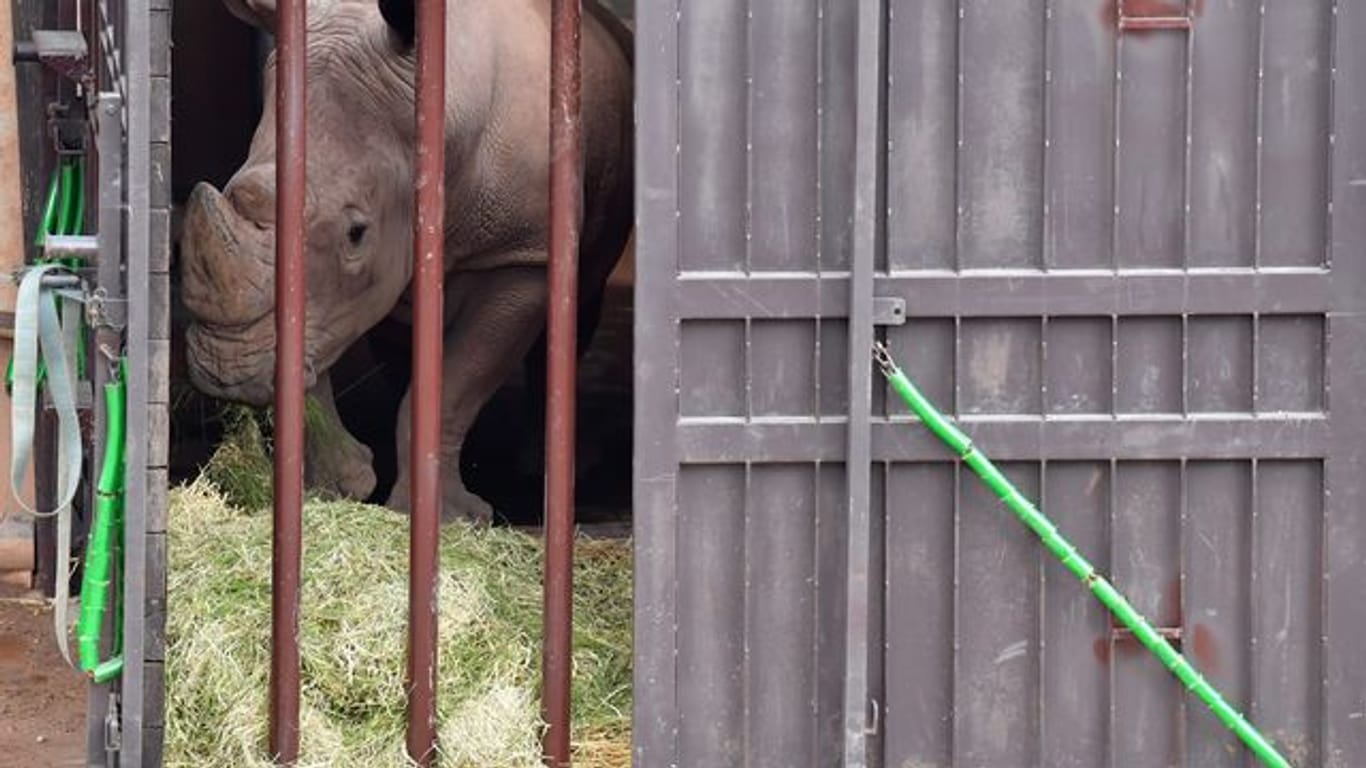 Nashornbulle aus Erfurt zieht nach Schwerin