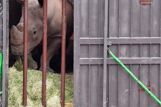 Nashornbulle aus Erfurt zieht nach Schwerin