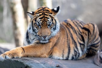 Ein Sumatra-Tiger: Die Art gilt als vom Aussterben bedroht.