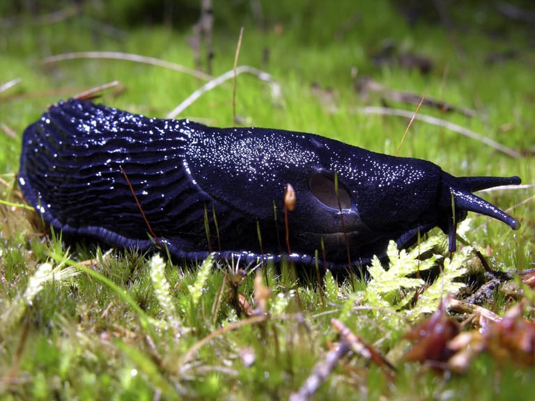 41+ Schwarze Schnecken Im Garten, Du hast zu viele schnecken im