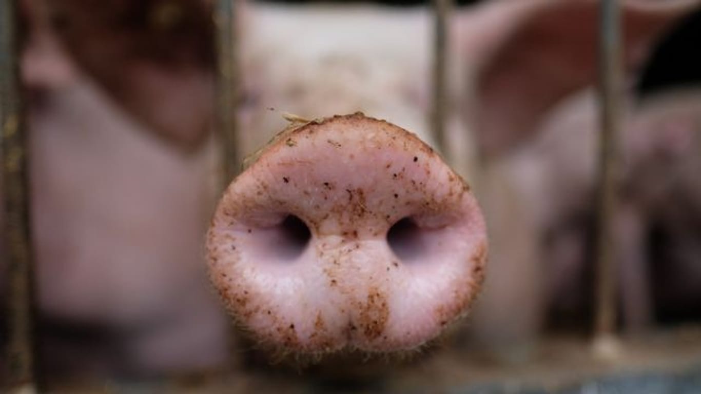 Weniger Fleisch in Thüringen produziert