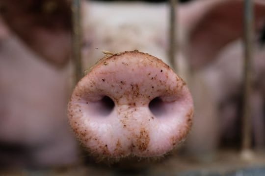 Weniger Fleisch in Thüringen produziert